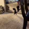 Gato jugando con el espejo