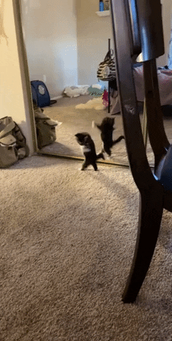 Gato jugando con el espejo