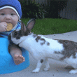 Conejo se lleva la galleta