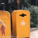 Cuervo enseñando a reciclar