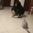 Gato brincando con ratón de juguete