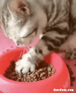 Gato comiendo con sus manos
