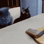 Gato intentado comer pan