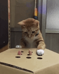 Gato jugando con caja