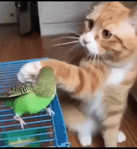 Gato jugando con su amigo