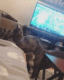 Gato quiere mucho al perro