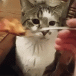 Gato quiere pizza