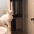 Gato Saltando a Puerta