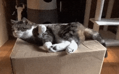 Gato se cae de la caja