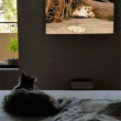Gato se confunde en TV