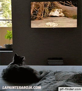 Gato se confunde en TV