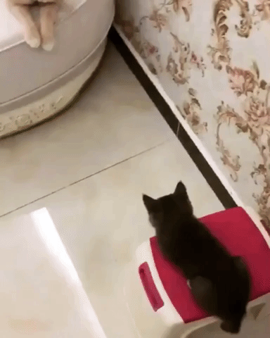 Gato se cree mecanico