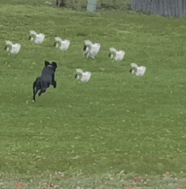 Gatos escapan de Perro