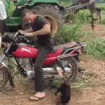 Mono quiere pasear en la moto