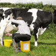 Ordeñando vaca