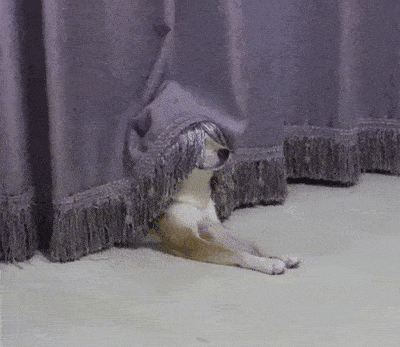 Perro detrás de la cortina