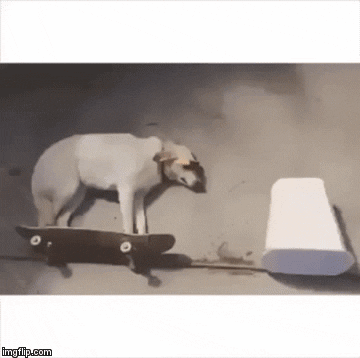 Perro montando patineta