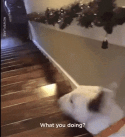 Perro quiere bajar escaleras