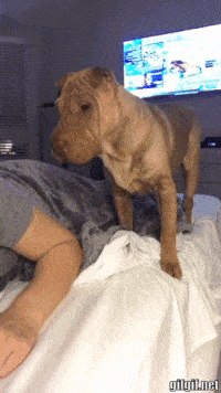 Perro quiere dormir en la cama
