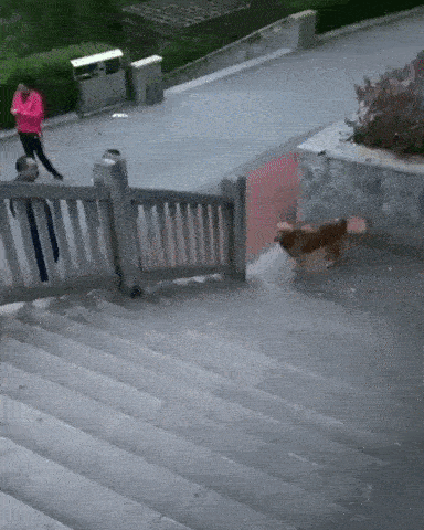 Perro sube la escalera