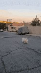Cuando tienes que sacar al perro