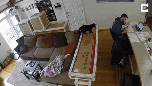 El gato no quiere los apuntes