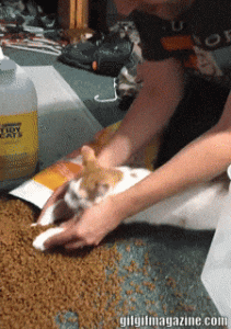 Enseñando al gato a ayudar a recoger