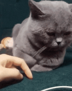 Gato Cariñoso