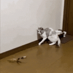Gato juega solo