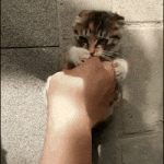 Gato jugando con las manos