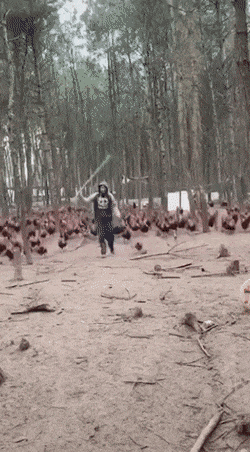 Muchas gallinas corriendo