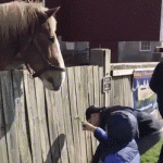 Niño dándole comida al caballo