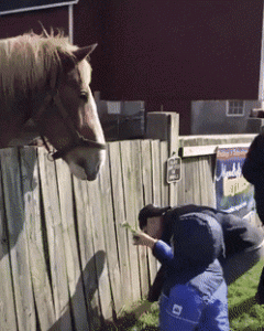 Niño dándole comida al caballo