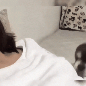 Perrito se acuesta tierno