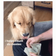 Perro ayudando a contar dinero