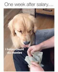 Perro Ayudando A Contar Dinero Videosgifs