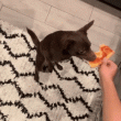 Perro comiendo Pizza