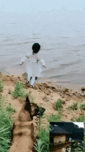 Perro cuidando a la niña