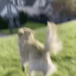 Perro en grama