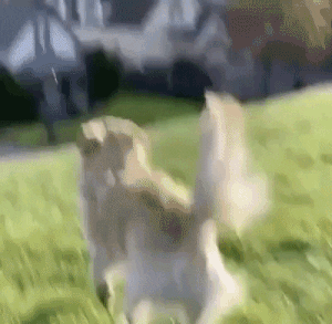 Perro en grama