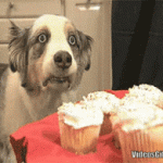 Perro en Shock por Coronavirus no quiere Cupcakes