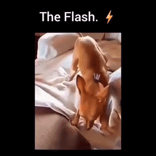 Perro Flash