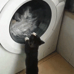 Perro jugando con la lavadora