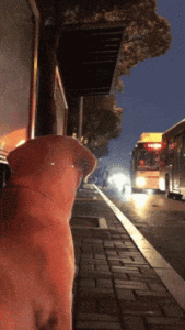 Perro recibe a su dueña como un hijo