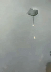 Pétalos y envuelto en agua
