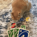 Gato jugando Uno
