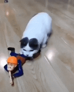 Gato y Soldado de Juguete