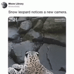 Leopardo asustado al ver cámara