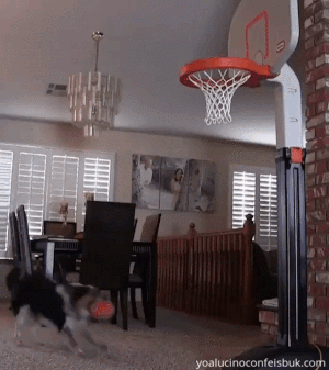 Perro jugando basket en casa