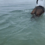 Delfines recreándose con caballos
